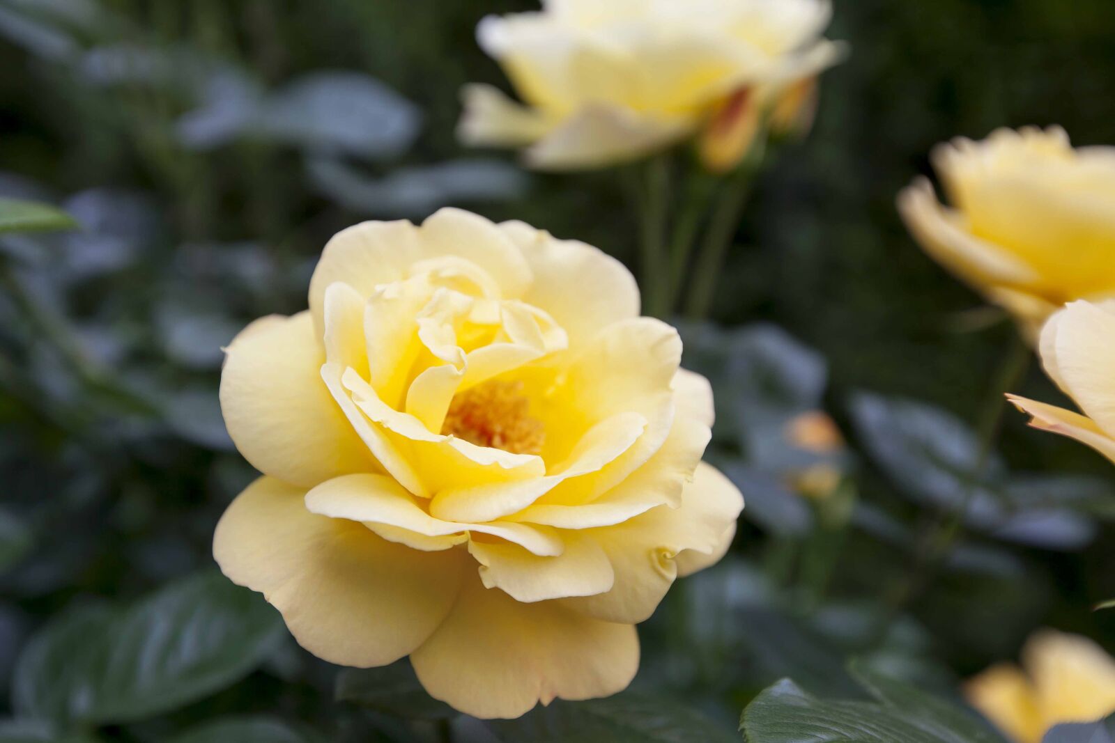 Canon EOS 5D Mark II + Canon EF 16-35mm F2.8L II USM sample photo. Yellow, rose, flower photography