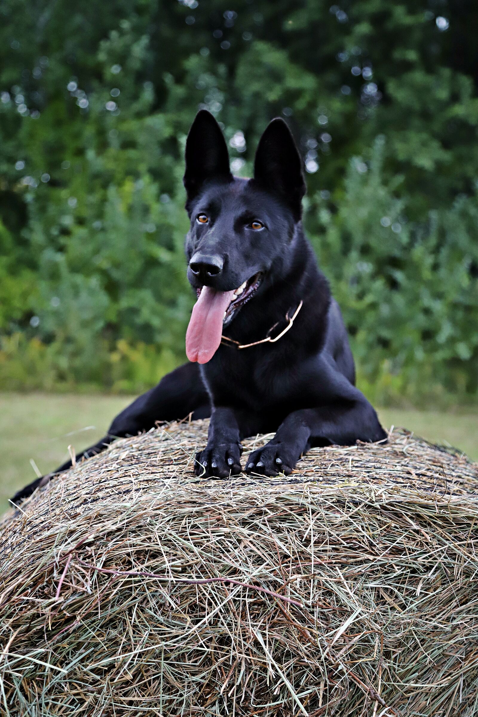Canon EOS 6D Mark II sample photo. German shepherd, dog, haystack photography