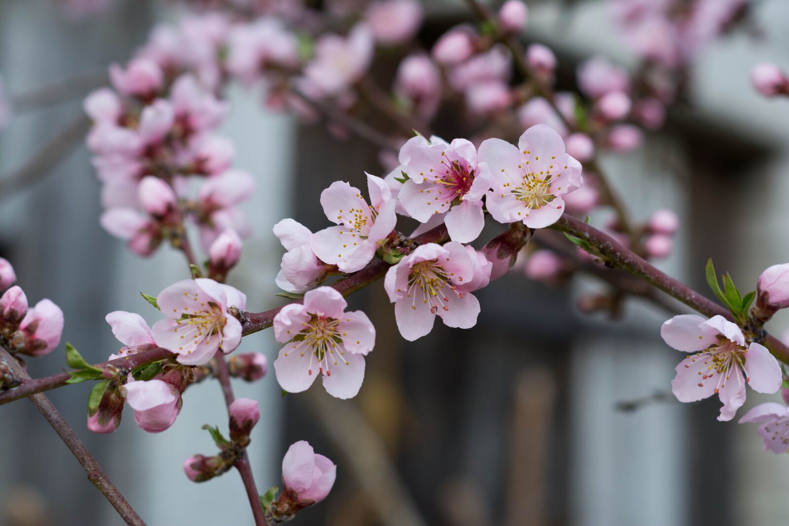 Nikon D5200 sample photo. Nectarine, flowers, spring photography