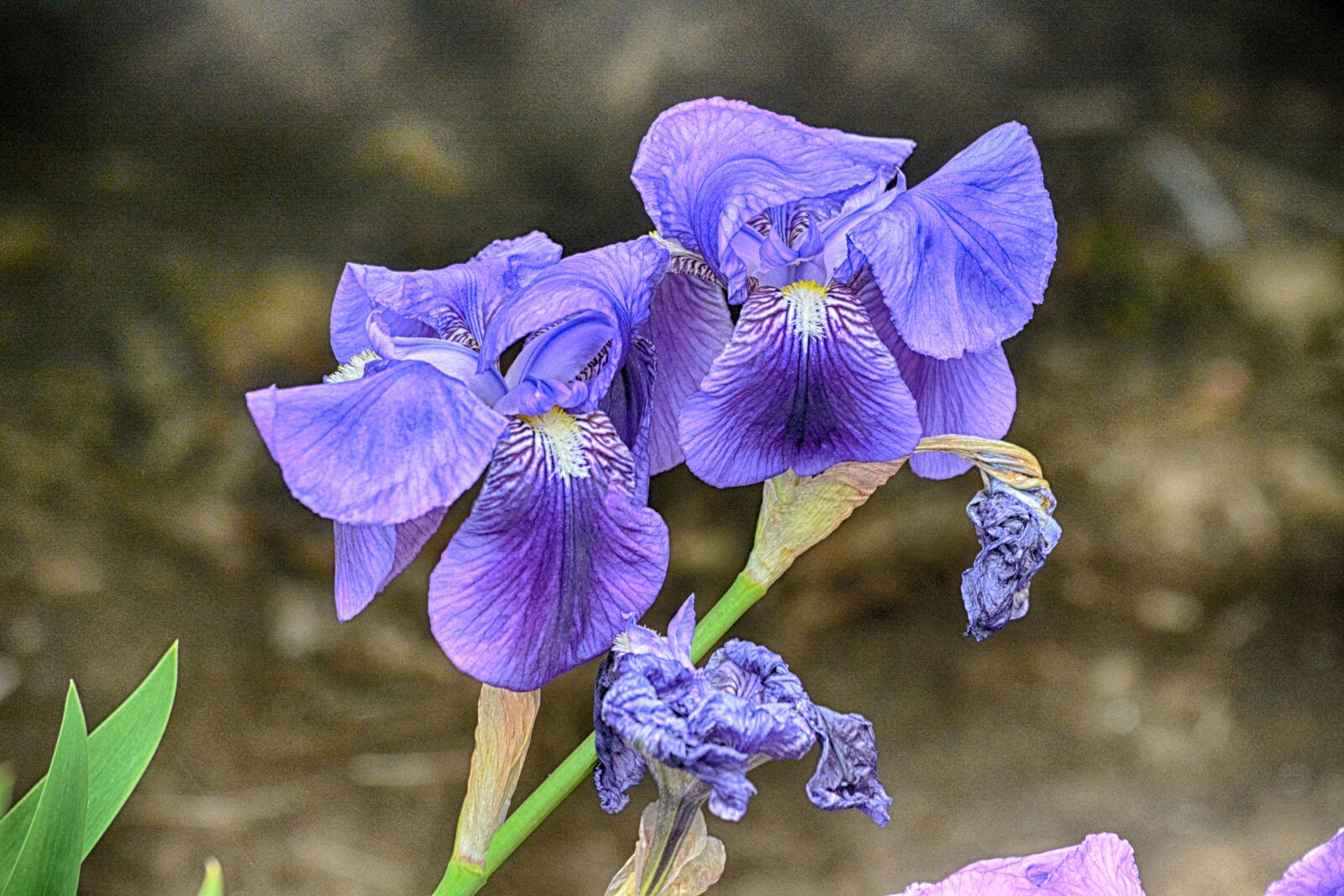 Nikon D5200 sample photo. Bleu, botanique, fleurs, flore photography