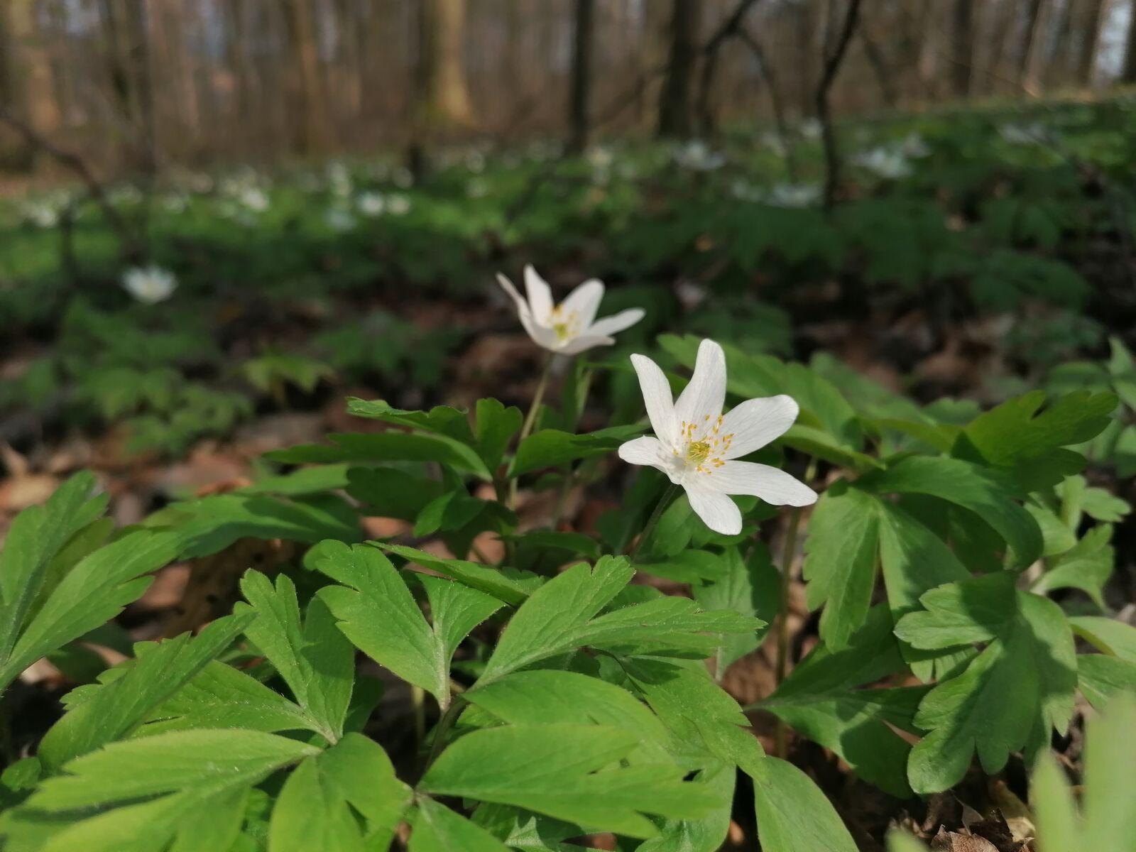HUAWEI P30 LITE sample photo. Buschwindröschen, wald, natur photography