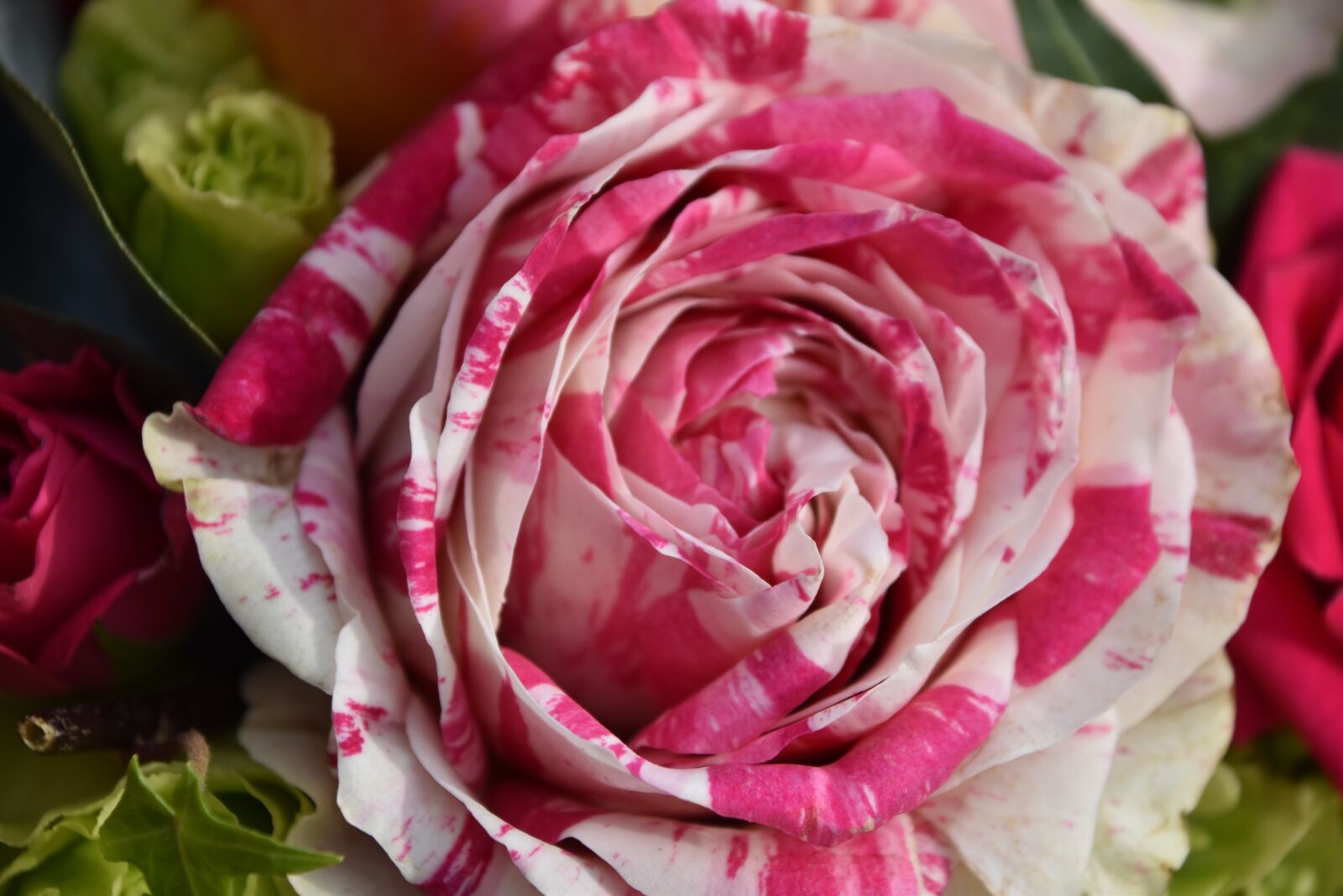 Nikon D5600 sample photo. Flower, rosebush, plant photography