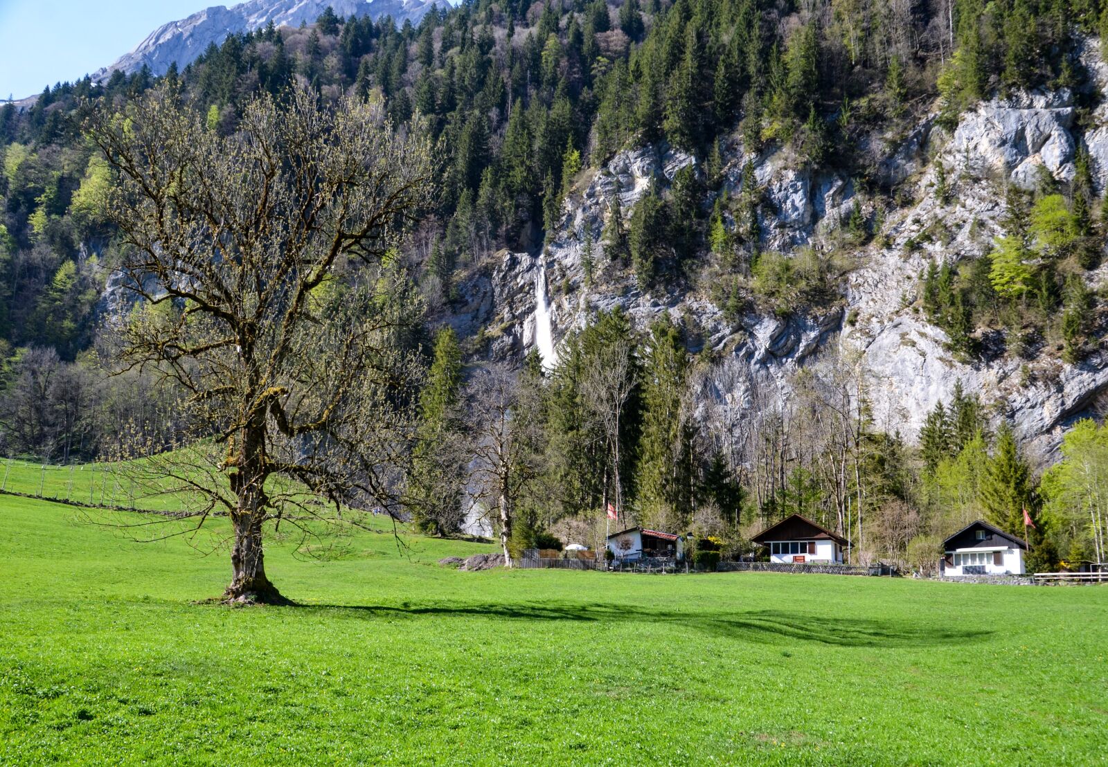 Nikon D7000 sample photo. Tree, nature, grass photography