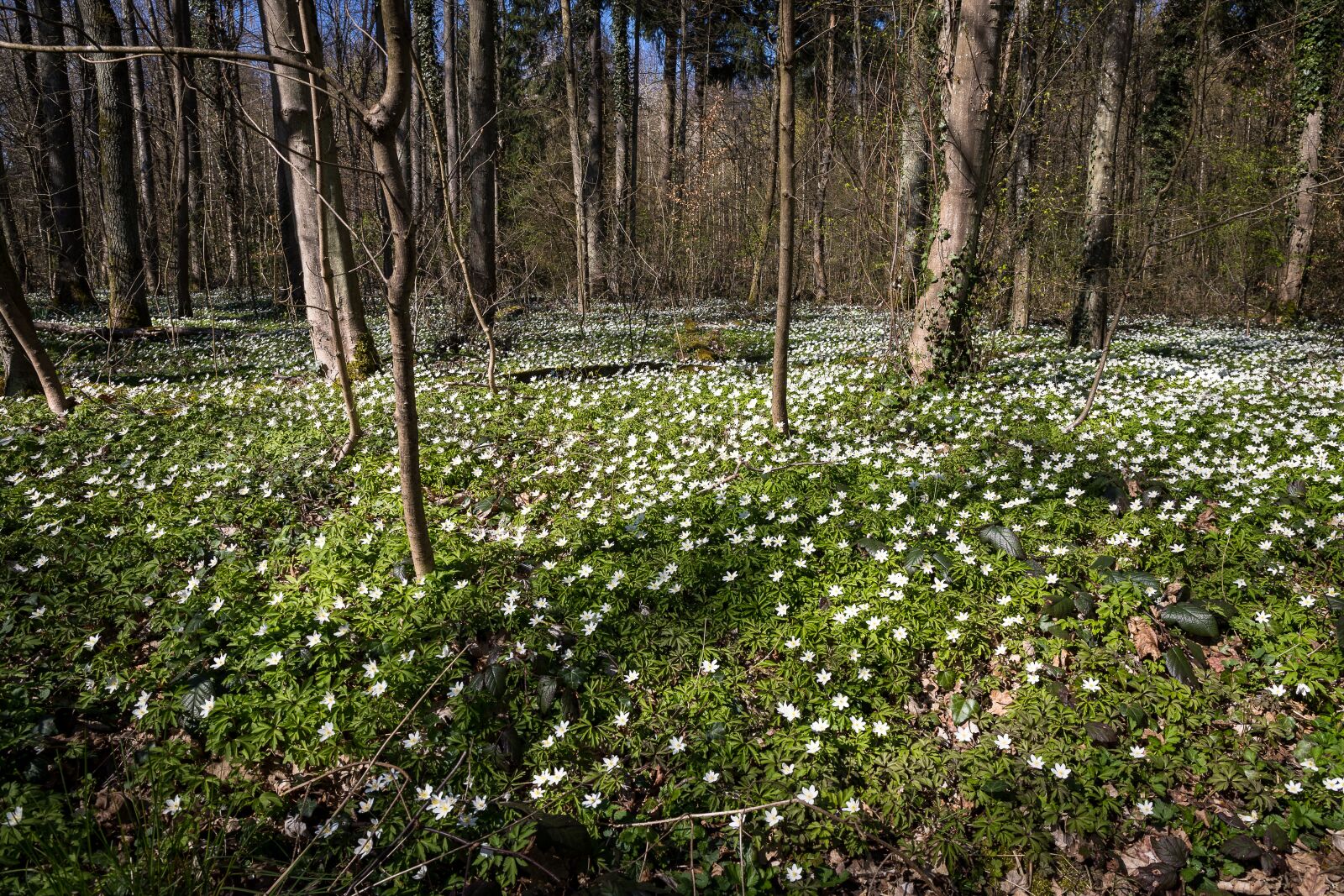 Canon EOS 6D Mark II + Canon EF 24-70mm F4L IS USM sample photo. Forest, trees, wood anemone photography