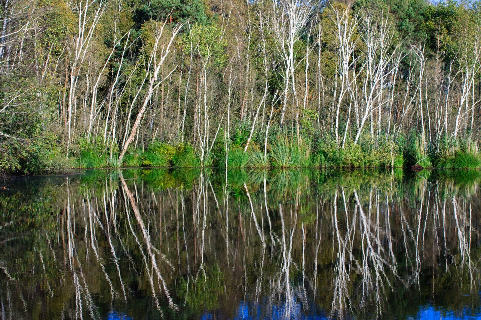 Canon EOS 300D (EOS Digital Rebel / EOS Kiss Digital) sample photo. Birch, lake, mirror photography