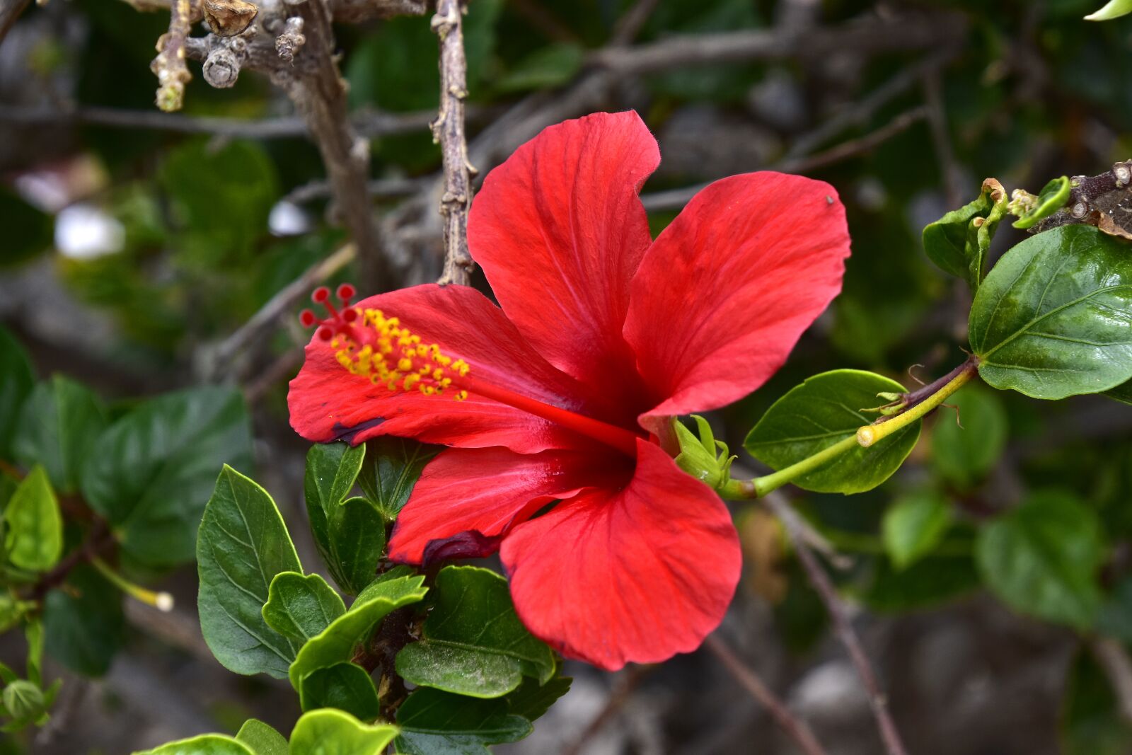 Nikon D7200 sample photo. Flower, garden, petals photography