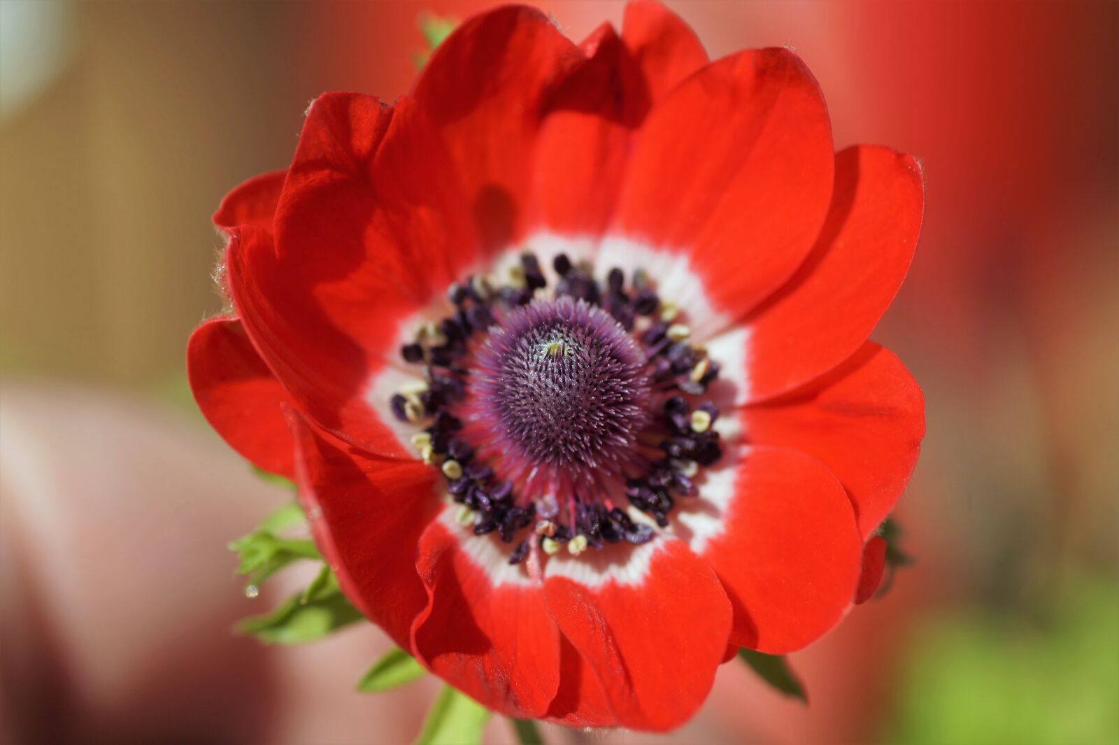 Sony SLT-A58 sample photo. Anemone, věncová, jerusalem photography