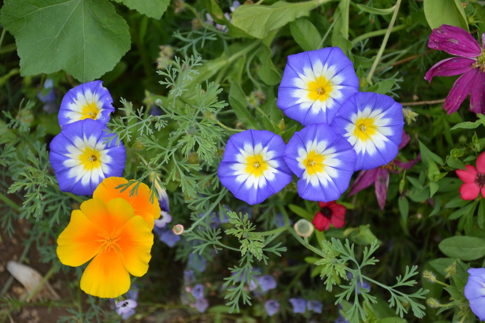 Nikon D3100 sample photo. Colorful variety, flowers, beautiful photography