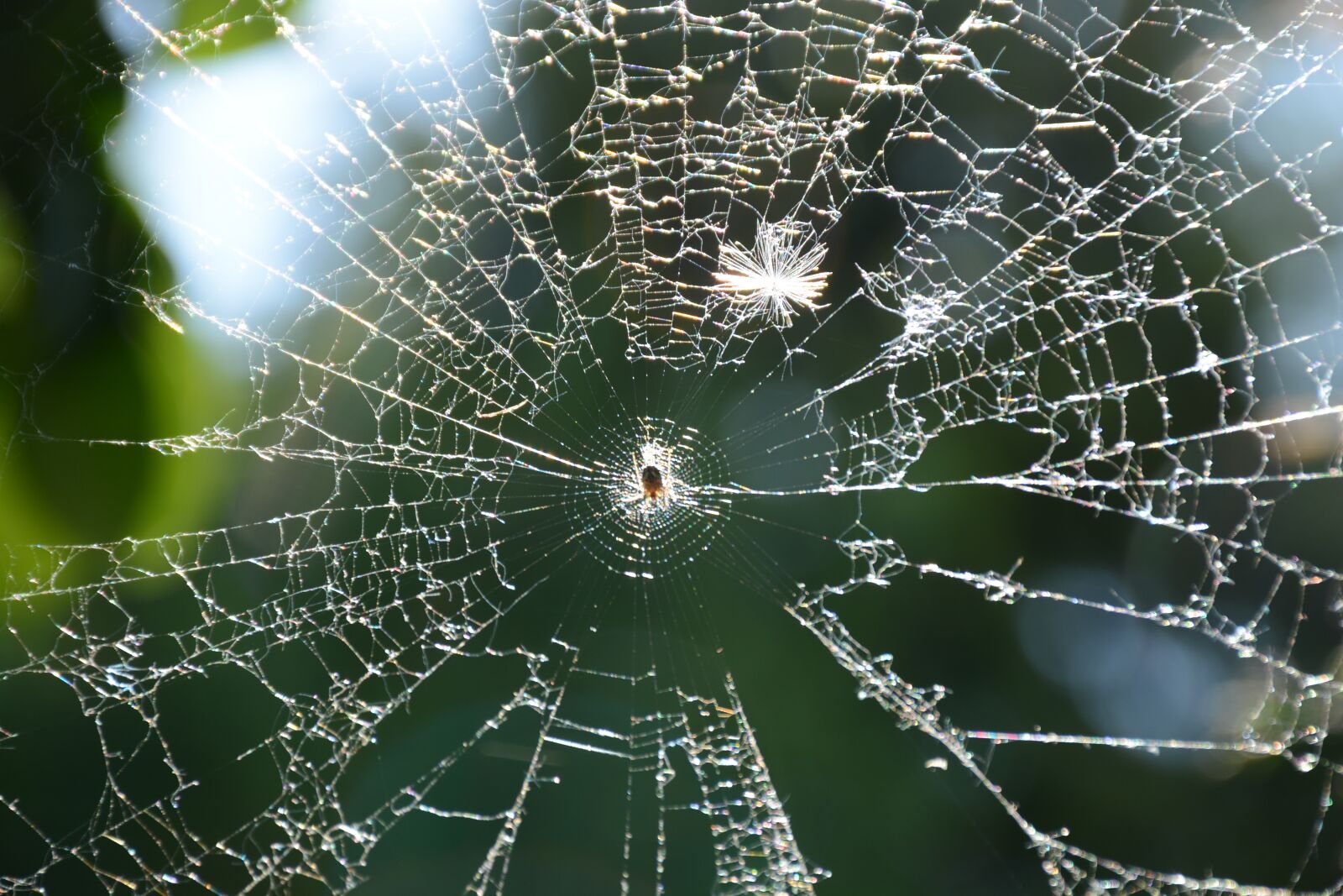 Nikon D7100 sample photo. Web, spider, morning photography