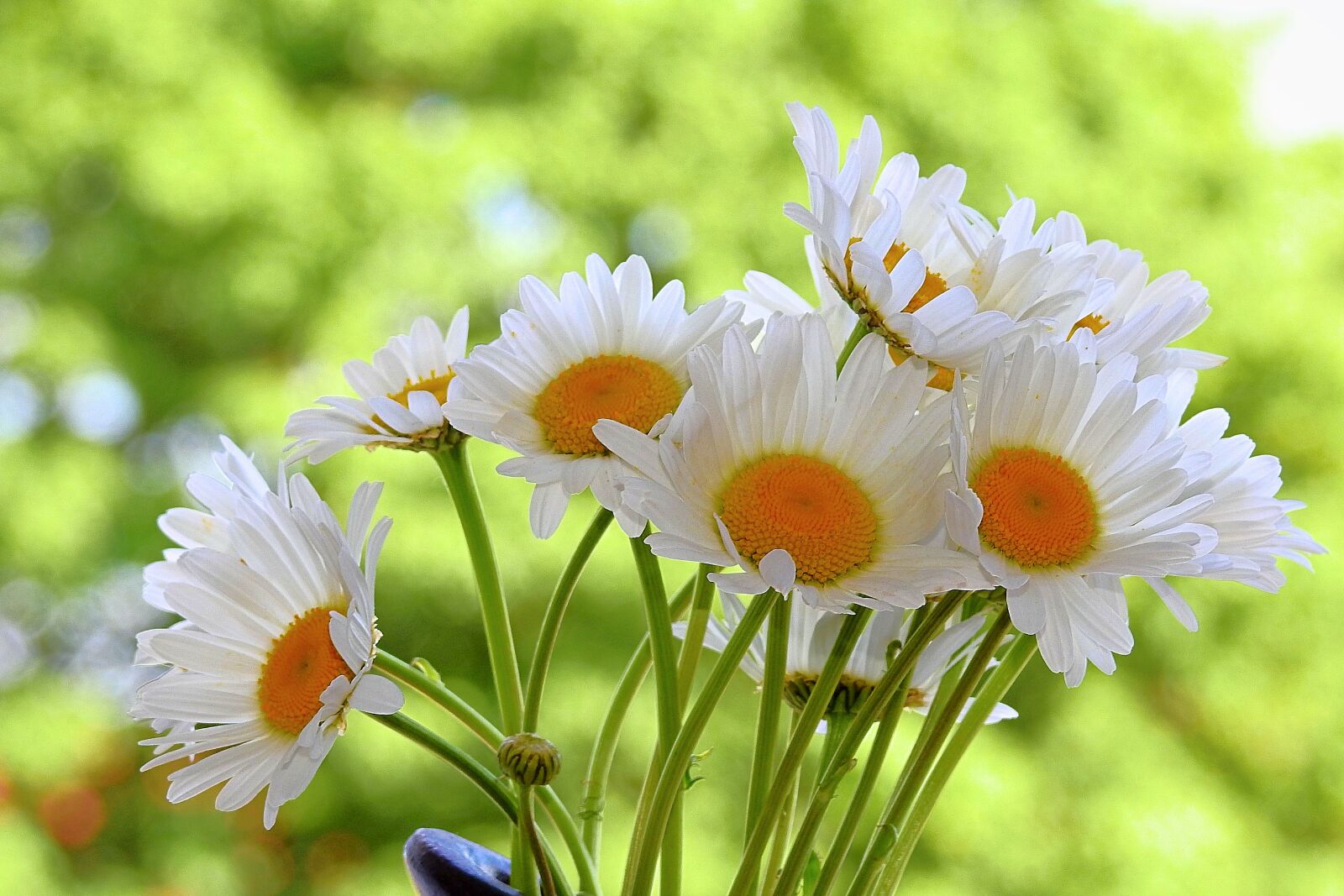 Nikon Coolpix P900 sample photo. Flowers, the beauty of photography