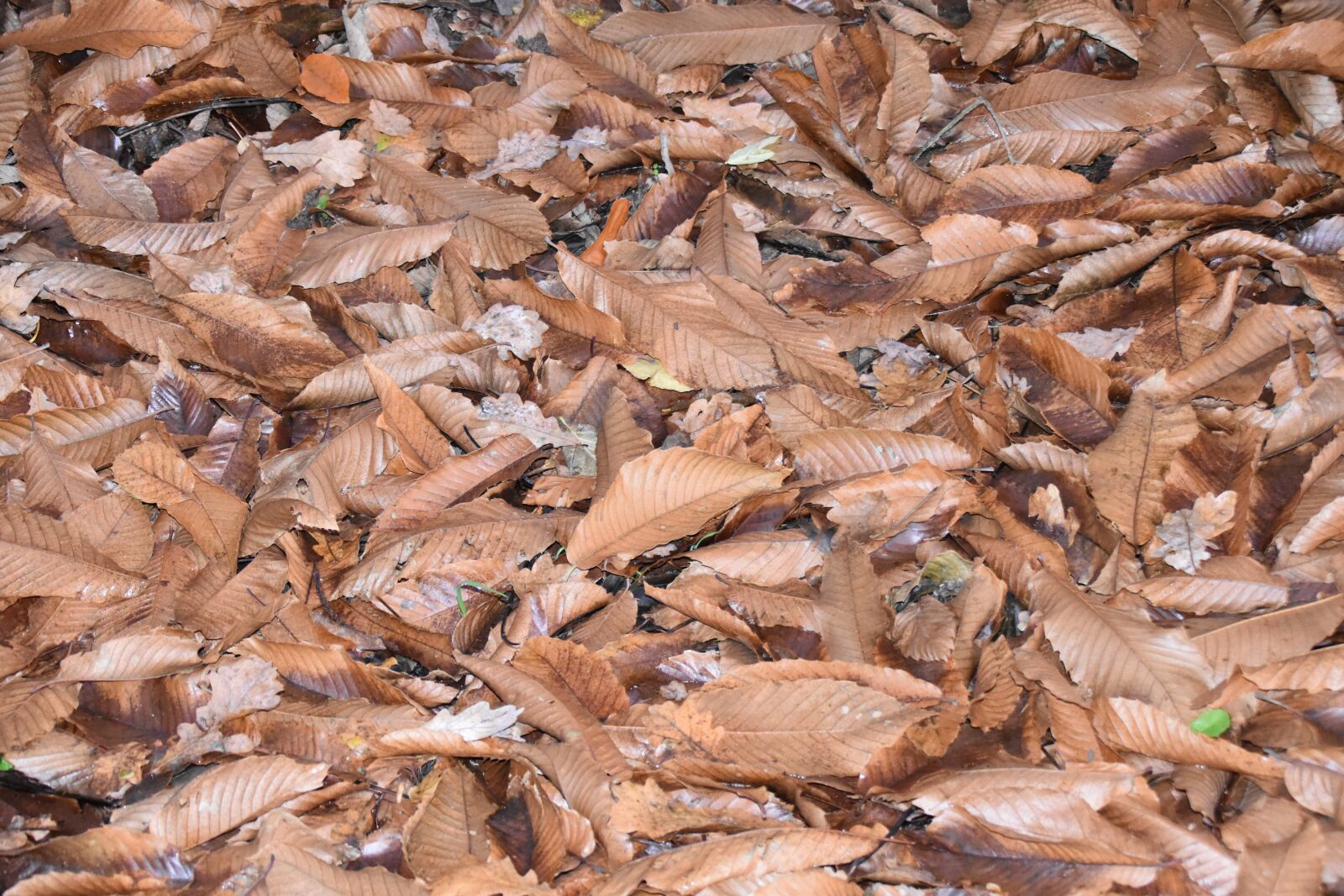 Nikon D5600 sample photo. Leaves, dry leaves, ground photography