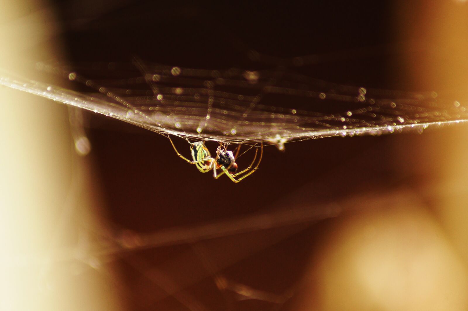 Sony SLT-A55 (SLT-A55V) sample photo. Insects, nature, armenia photography