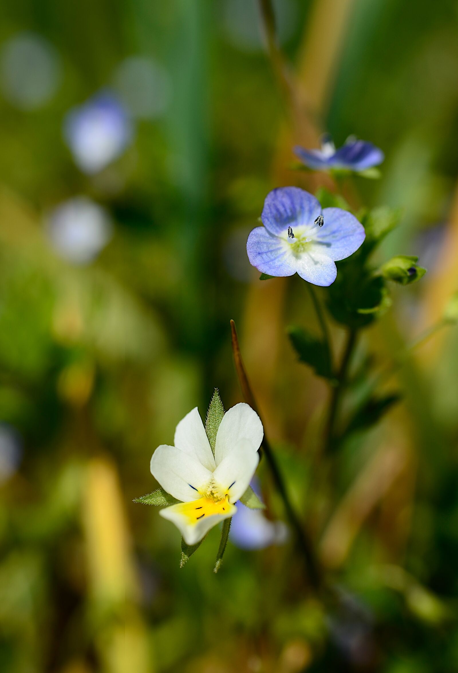 Nikon D7000 sample photo. Flowers, pansy, wild photography
