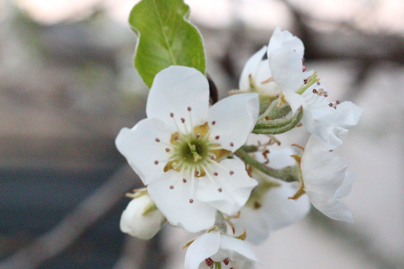 Canon EOS 700D (EOS Rebel T5i / EOS Kiss X7i) sample photo. Flowers, garden, spring photography