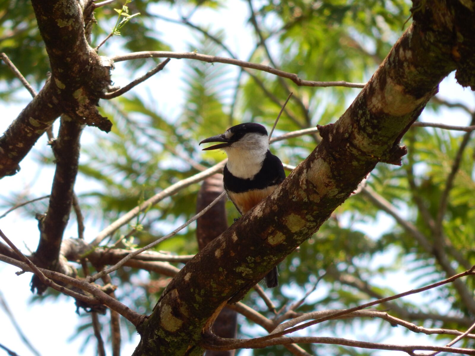 Nikon Coolpix L830 sample photo. Bird, vertebrate, nature photography