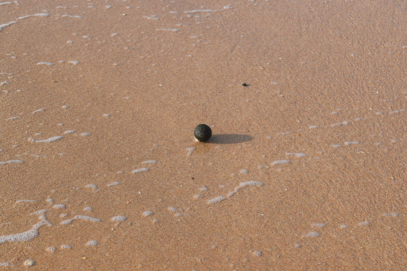 Nikon D3300 sample photo. Seafood, sand, ball photography