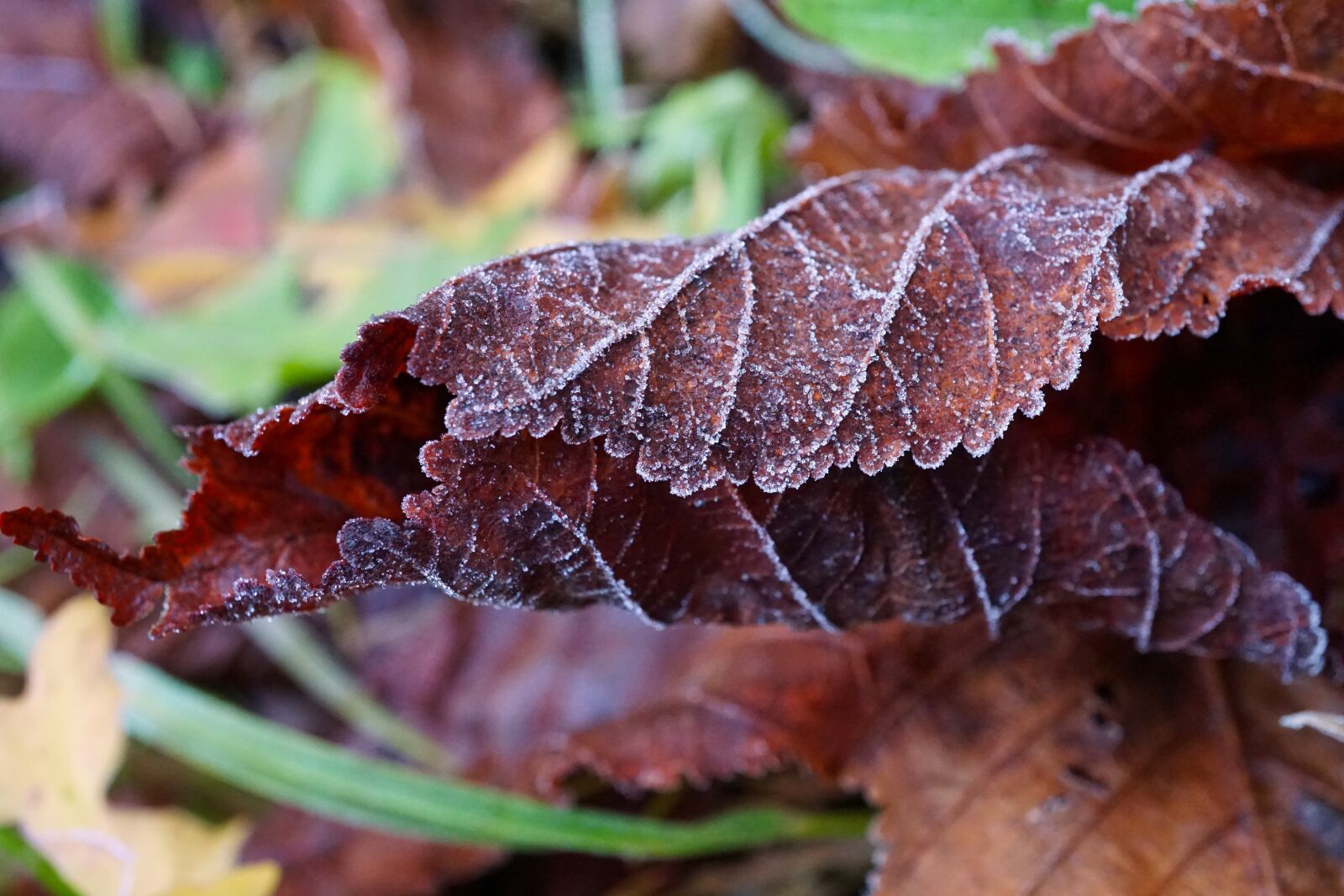 Sony a5100 + Sony E 30mm F3.5 Macro sample photo. Morning, frost, frosty photography