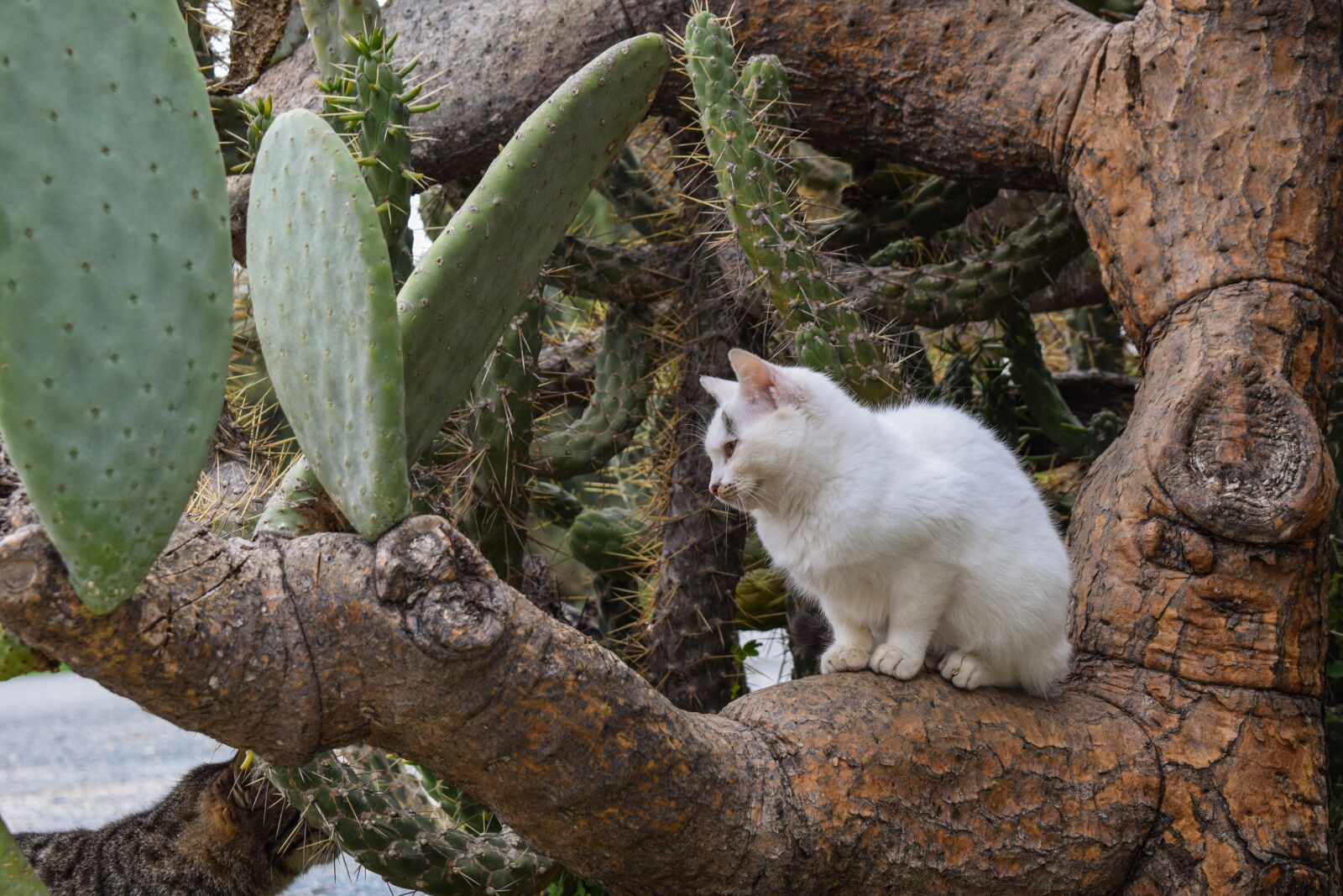 Nikon D3300 sample photo. Cat, stray, young photography