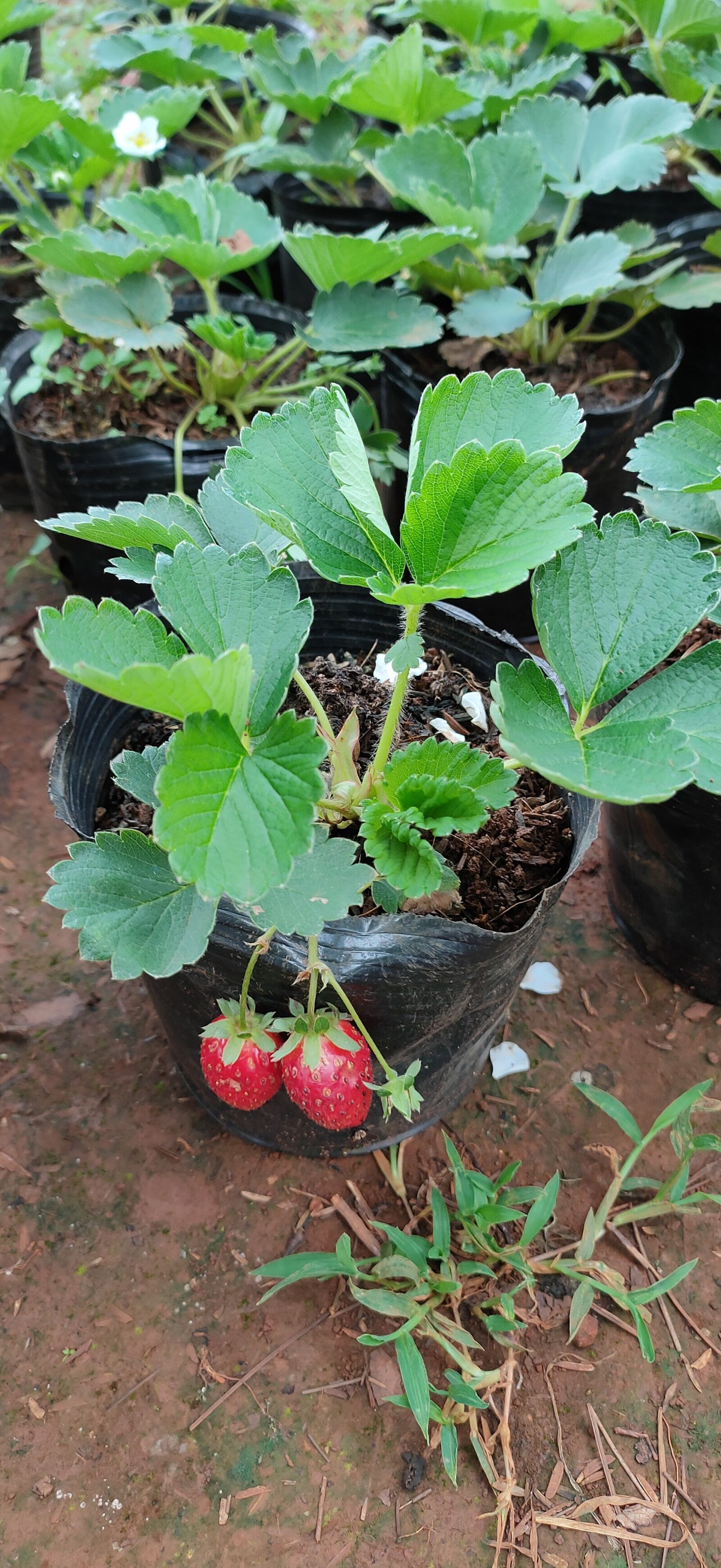 Realme 5 PRO sample photo. Strawberry, small tree, fruit photography