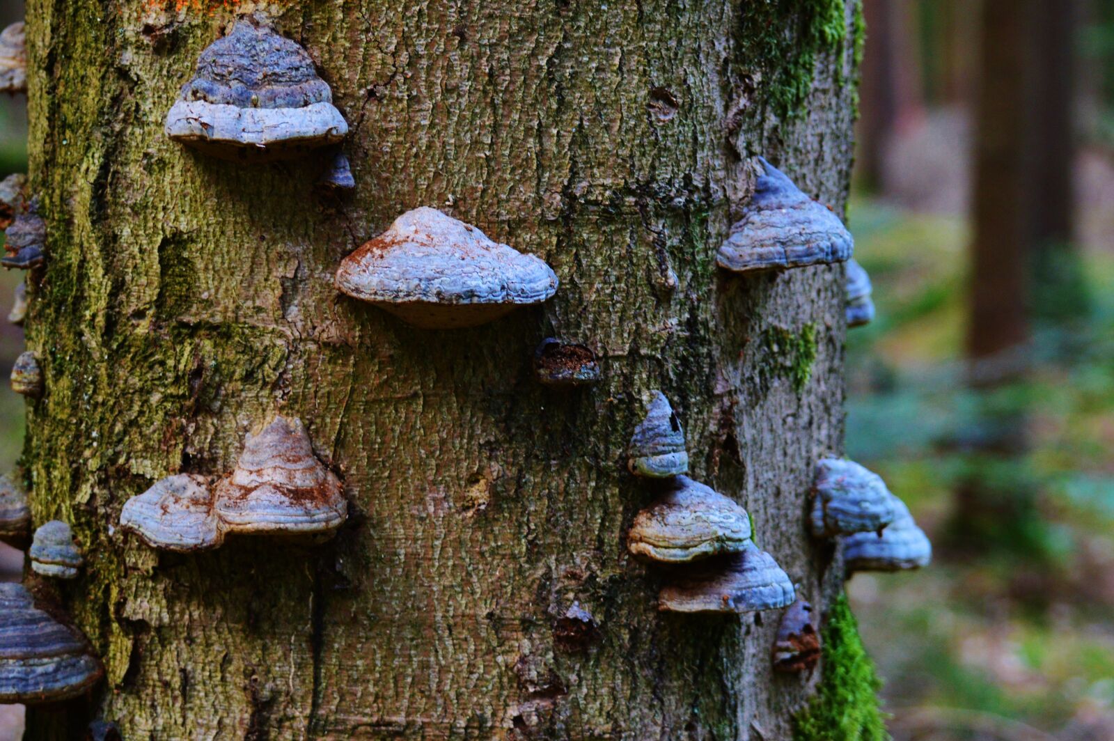 Nikon D3200 sample photo. Tree fungus, tree, mushroom photography