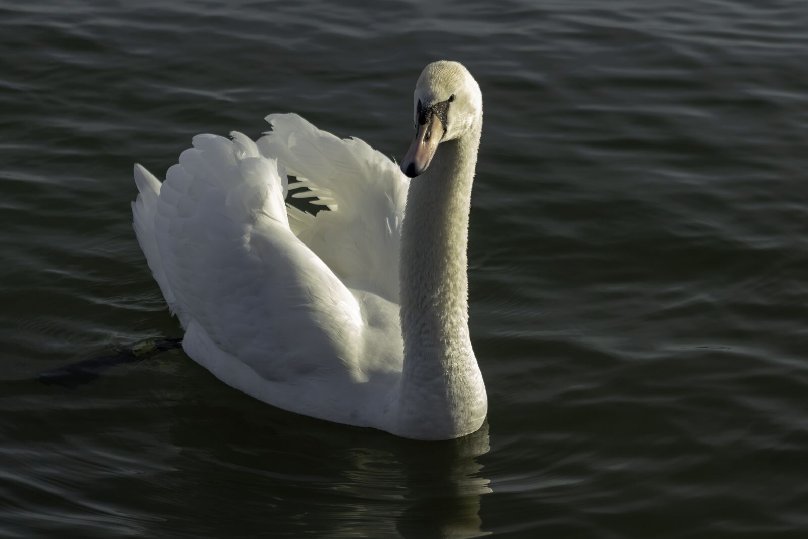 Canon EF75-300mm f/4-5.6 sample photo. Swan, cam, water bird photography