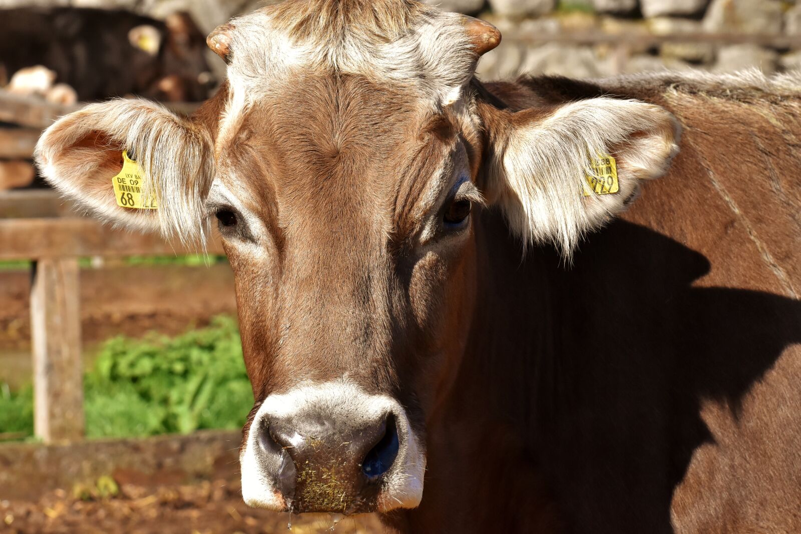 Nikon D7200 sample photo. Cow, beef, snout photography