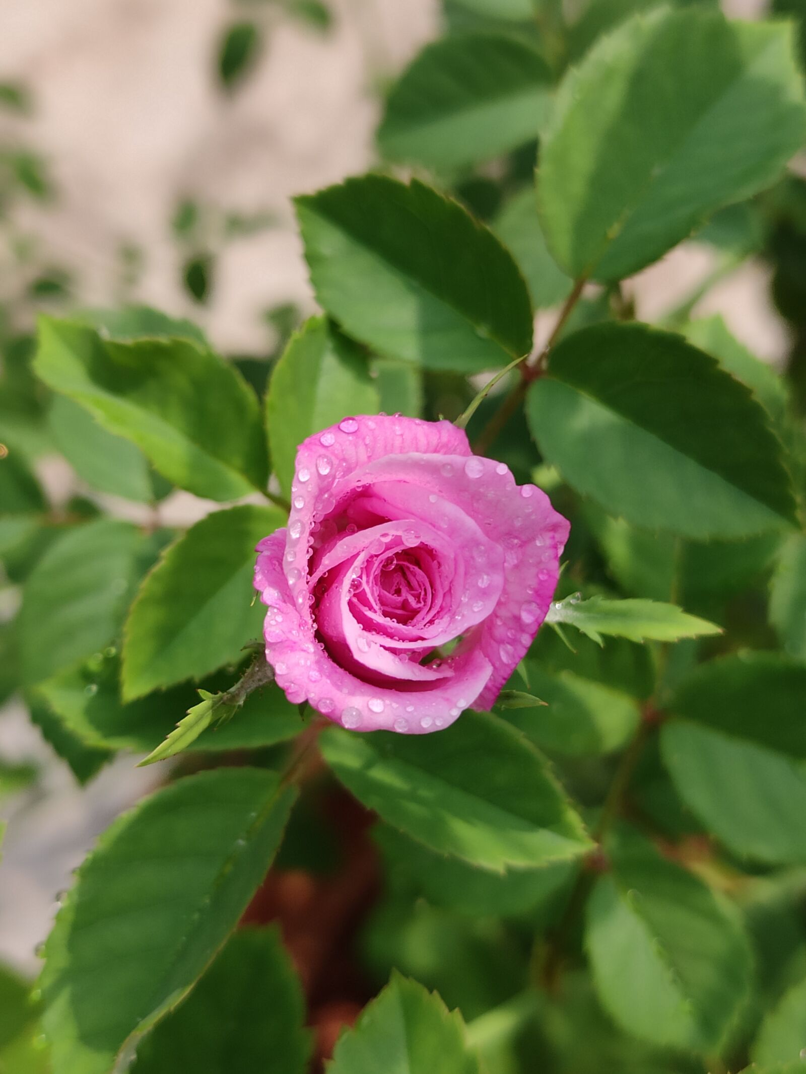 Xiaomi Redmi Note 7 Pro sample photo. Rose, rose flower, pink photography
