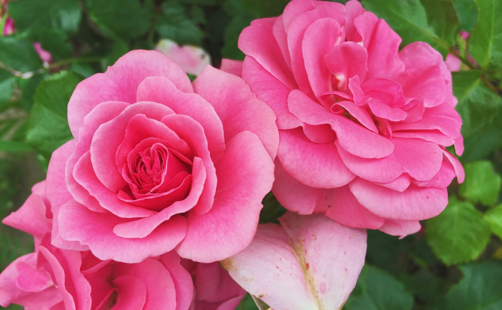 Apple iPhone 6 sample photo. Rose, garden, flowers photography