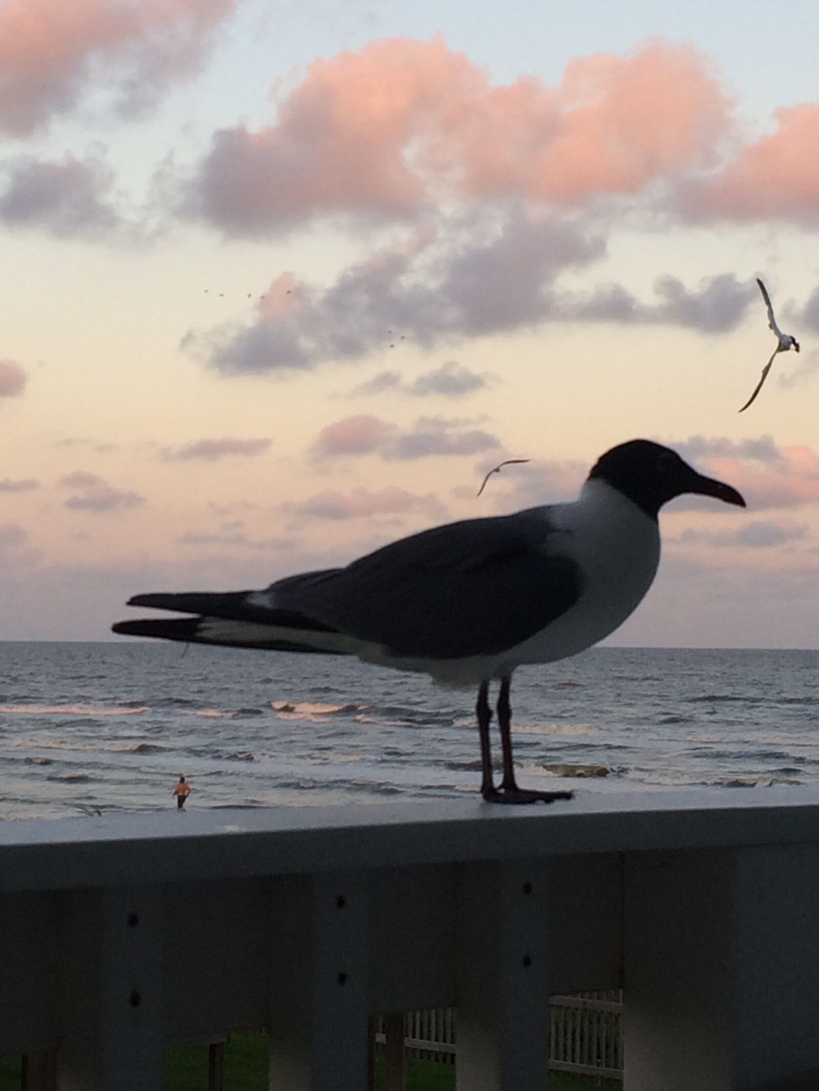 iPhone 5s back camera 4.15mm f/2.2 sample photo. Angry, birds, beach, beach photography