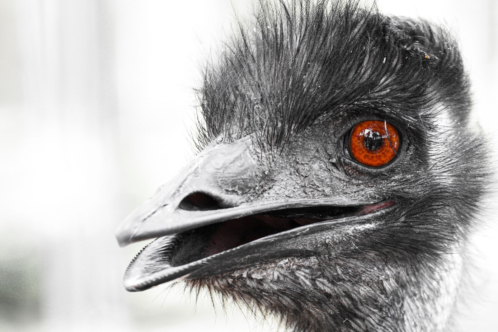 Canon EOS 7D sample photo. Emu, bird, ostrich photography
