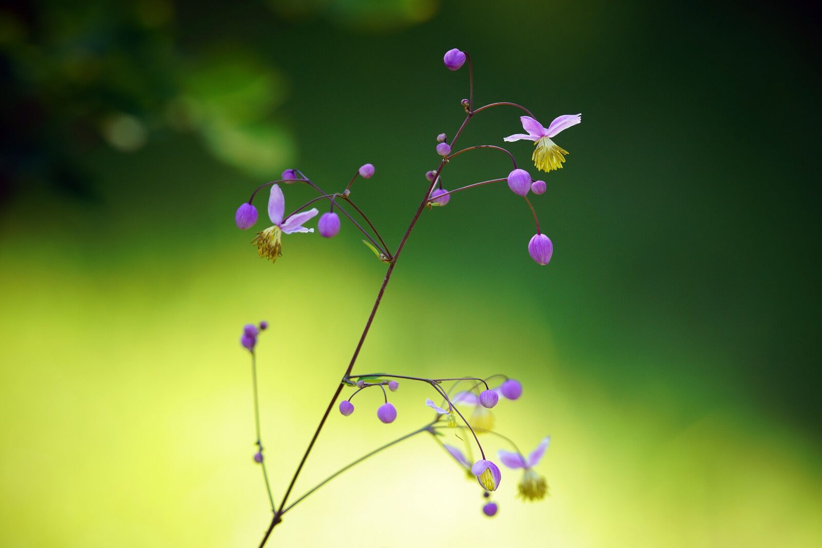 Canon EF 300mm F4L IS USM sample photo. Vulgaris, arboria vulgaris, arboria photography