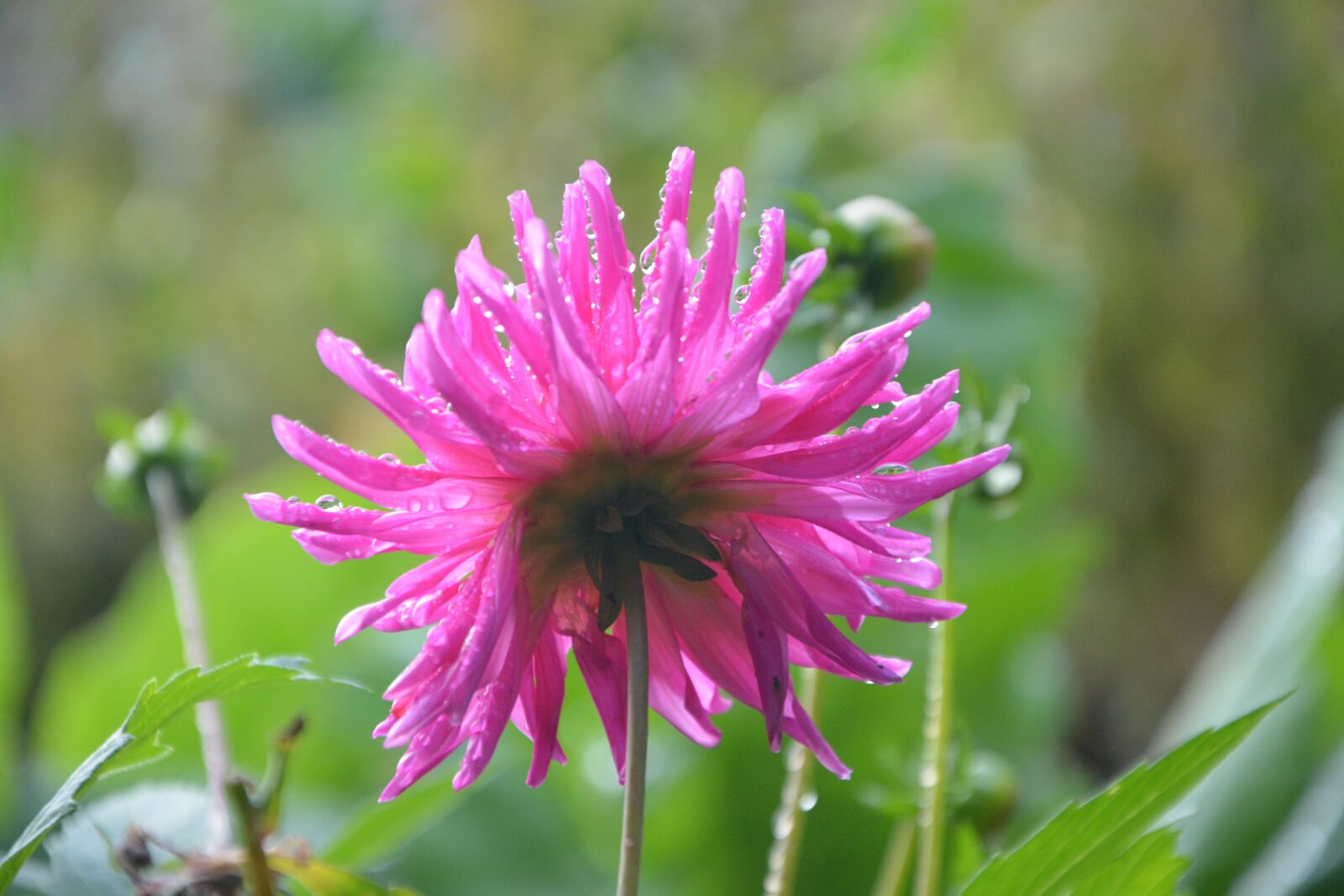 Nikon D5200 sample photo. Pink flower fischia, buttons photography