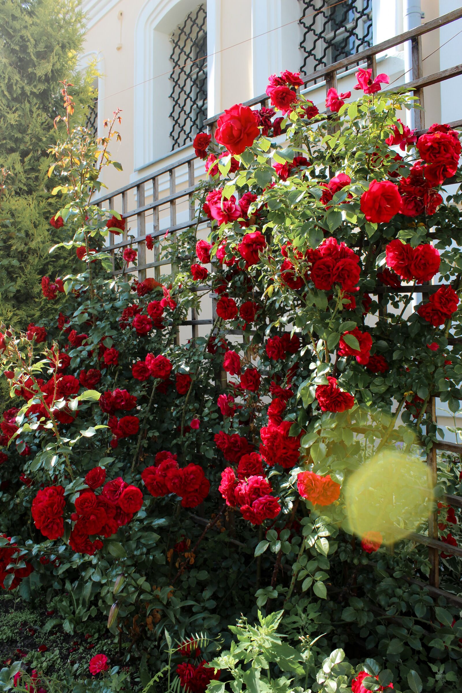 Canon EOS 4000D (EOS Rebel T100 / EOS 3000D) sample photo. Roses, bush, garden photography