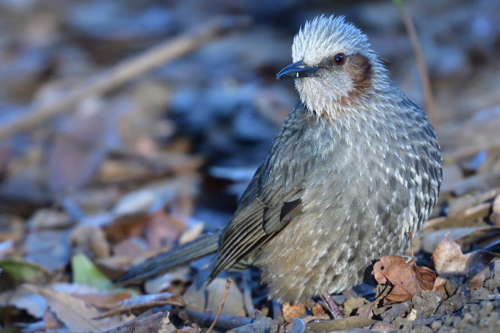 Nikon D500 sample photo. Natural, wild animals, bird photography