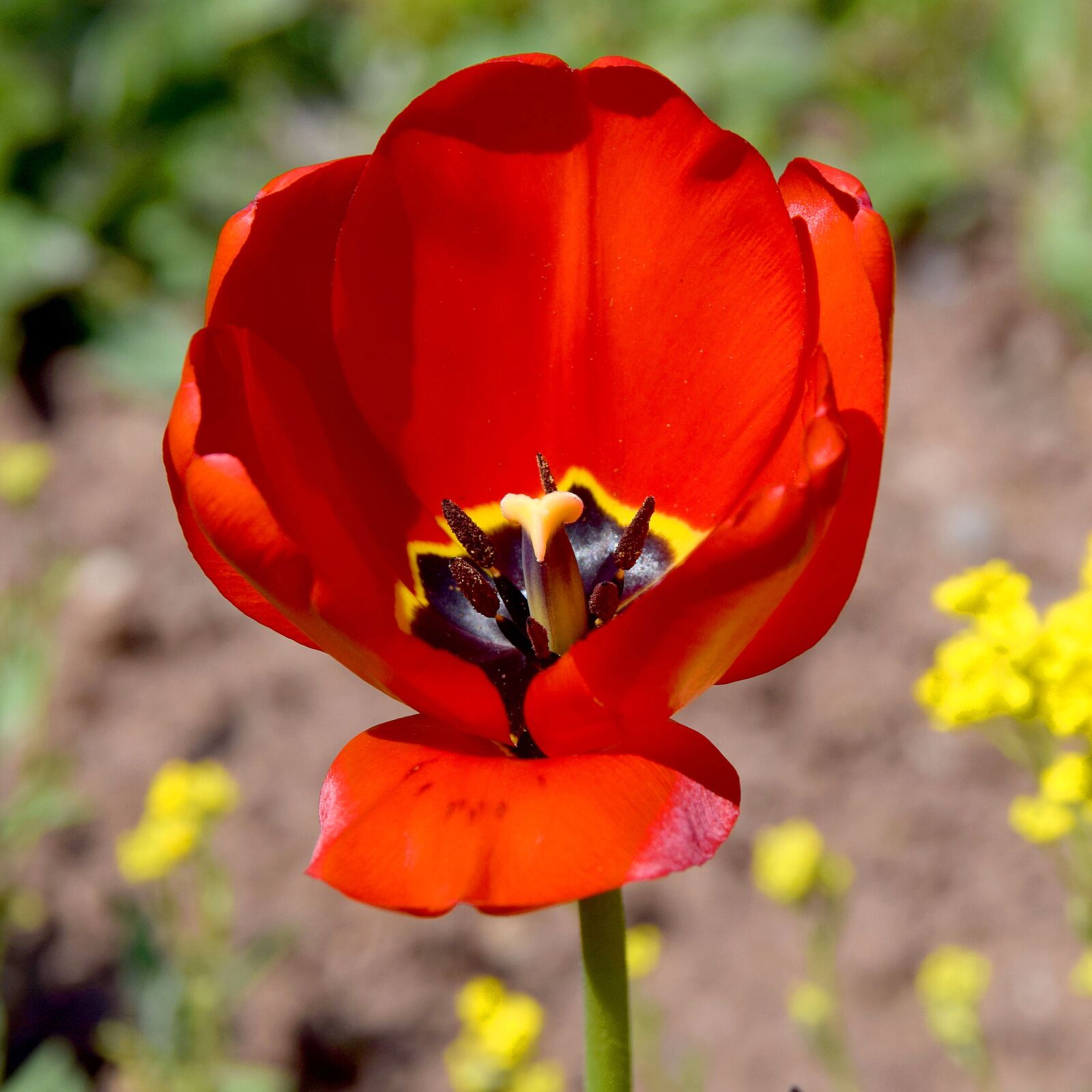 Nikon D5300 sample photo. Tulip, red, yellow photography