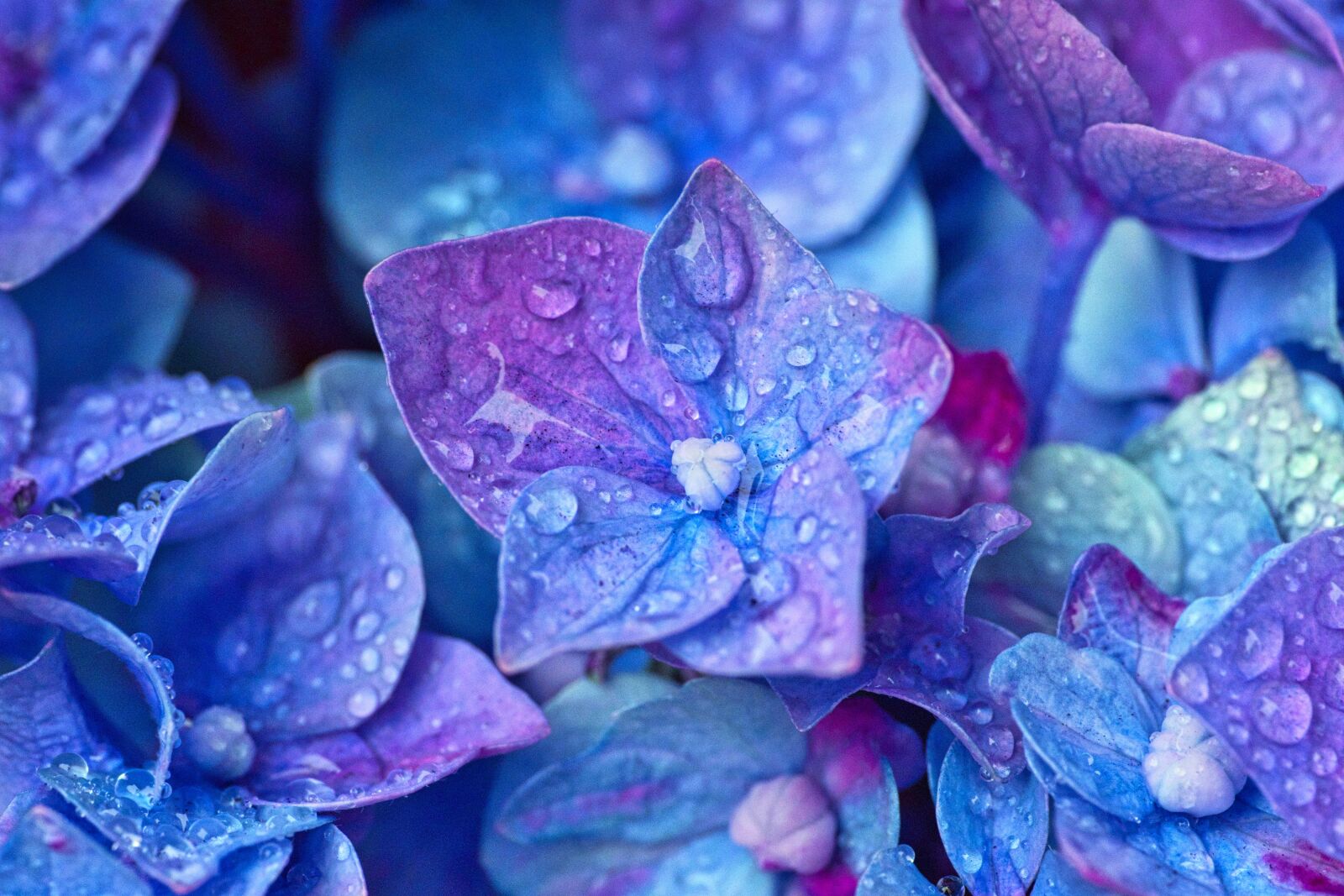 Canon EOS 200D (EOS Rebel SL2 / EOS Kiss X9) sample photo. Hydrangea, flowers, close up photography