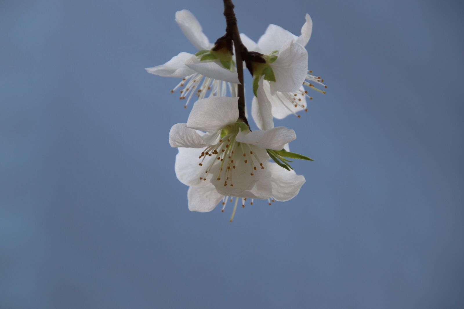 Canon EOS 800D (EOS Rebel T7i / EOS Kiss X9i) sample photo. Spring, flowers, beijing photography