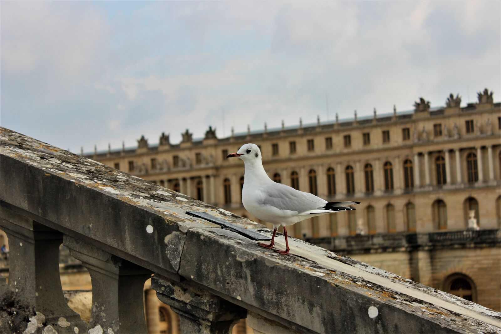 Canon EOS 600D (Rebel EOS T3i / EOS Kiss X5) sample photo. Bird, architecture, stone photography