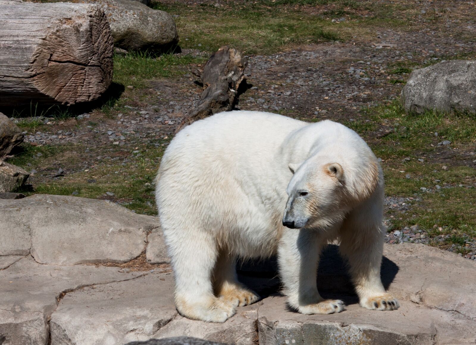 Canon EOS 50D sample photo. Polar bear, animal, predator photography