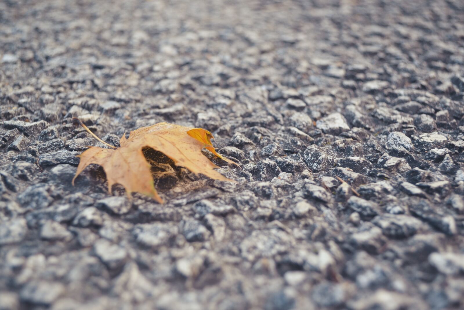 Nikon D3100 sample photo. Autumn, leaf, concrete photography