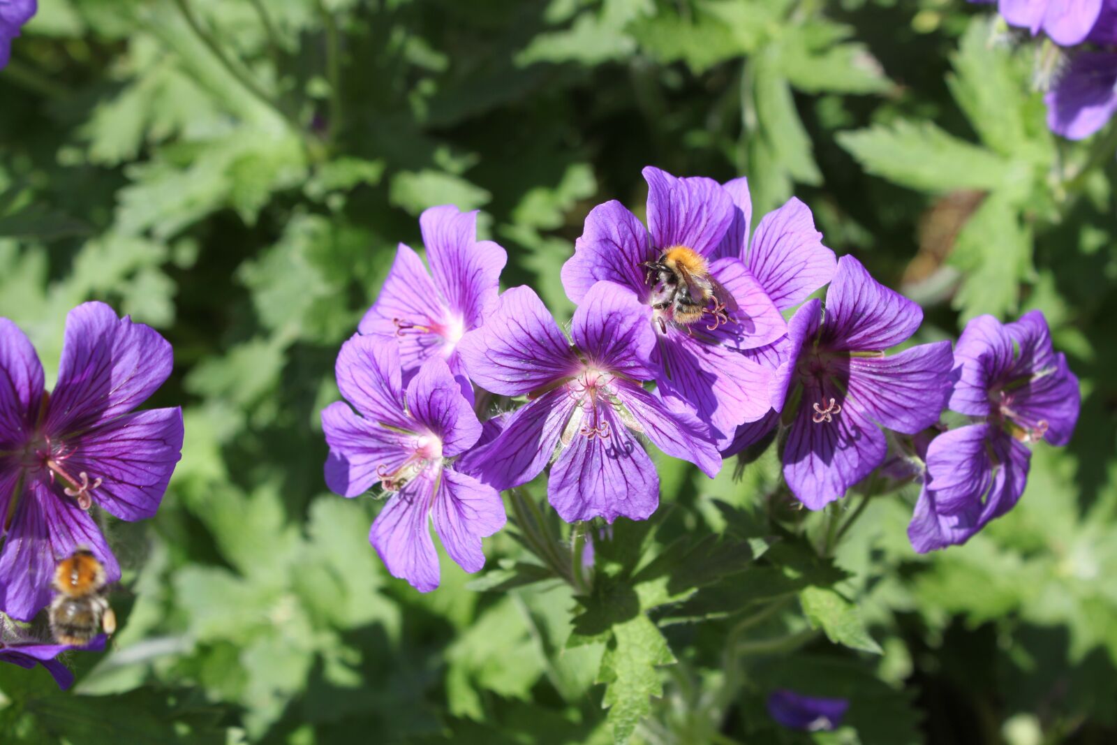 Canon EOS 500D (EOS Rebel T1i / EOS Kiss X3) sample photo. Purple, green, nature photography