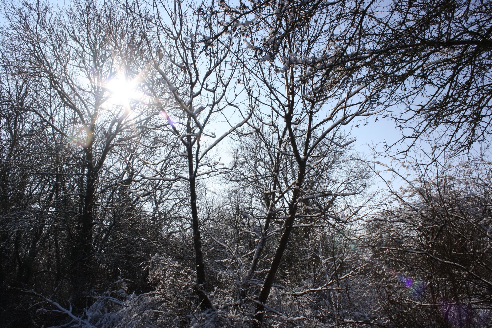 Canon EOS 1000D (EOS Digital Rebel XS / EOS Kiss F) sample photo. Trees, snow, winter photography