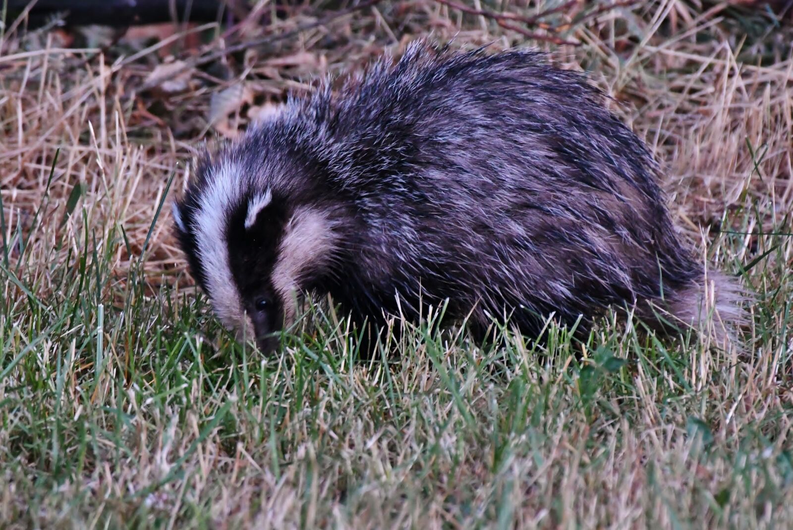 Nikon D500 sample photo. Das, wild, mammal photography