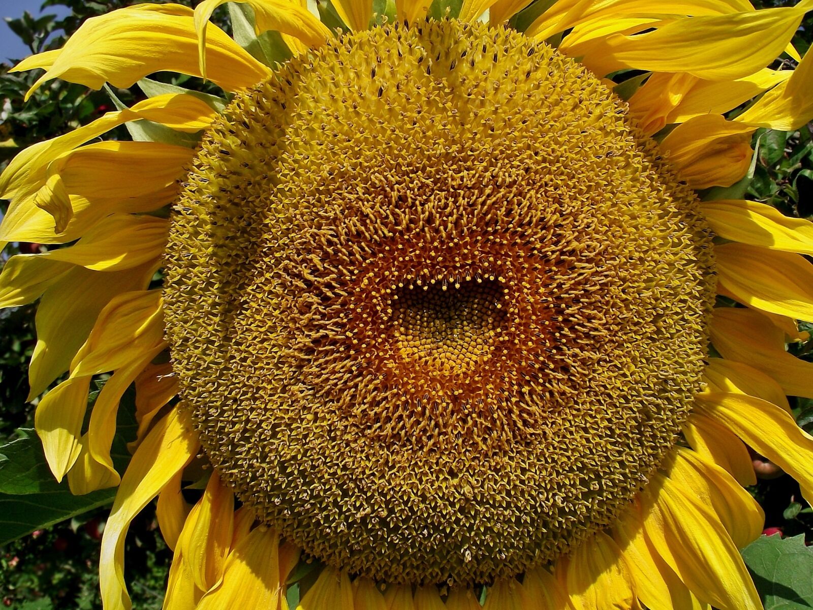 FujiFilm FinePix S1600 (FinePix S1770) sample photo. Nature, plant, flower photography
