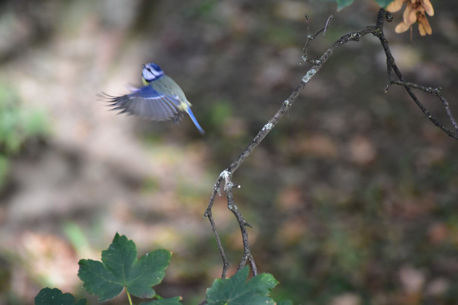 Nikon D5600 sample photo. Blue tit in flight photography