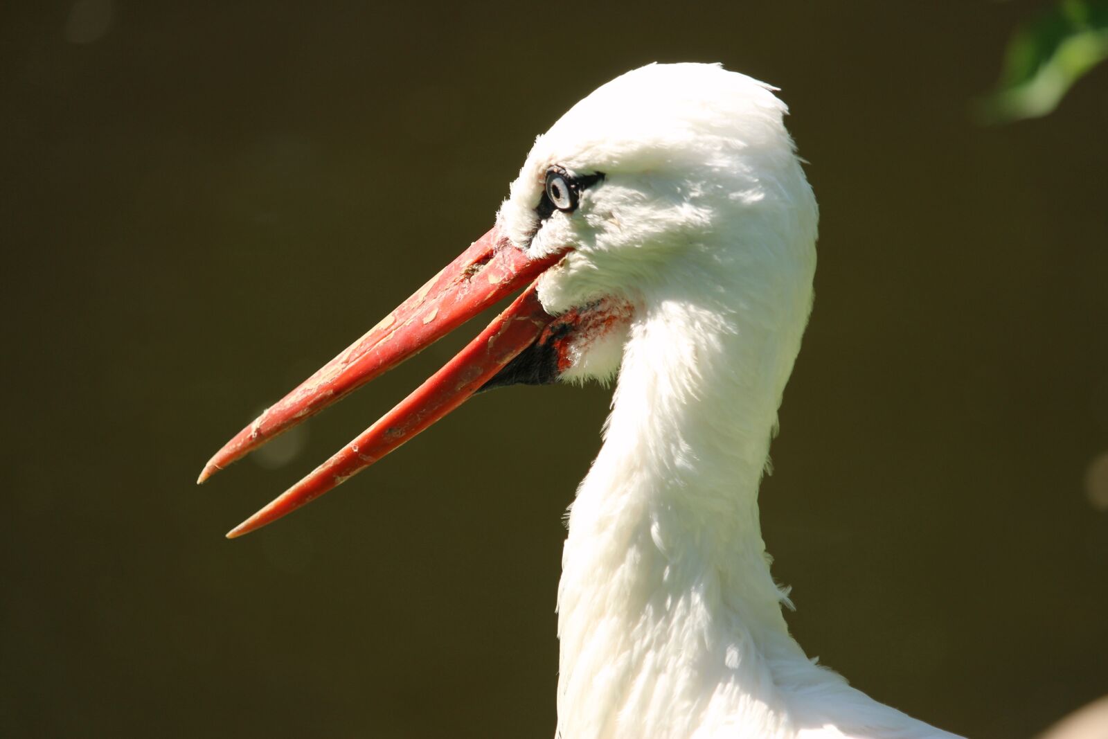 Canon EOS 1300D (EOS Rebel T6 / EOS Kiss X80) sample photo. Stork, rattle stork, bill photography