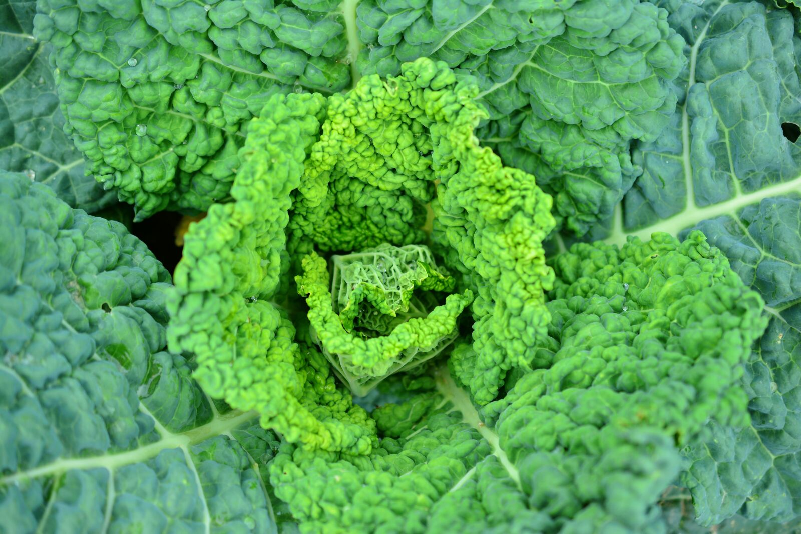Nikon D5200 sample photo. Savoy, savoy cabbage, kohl photography