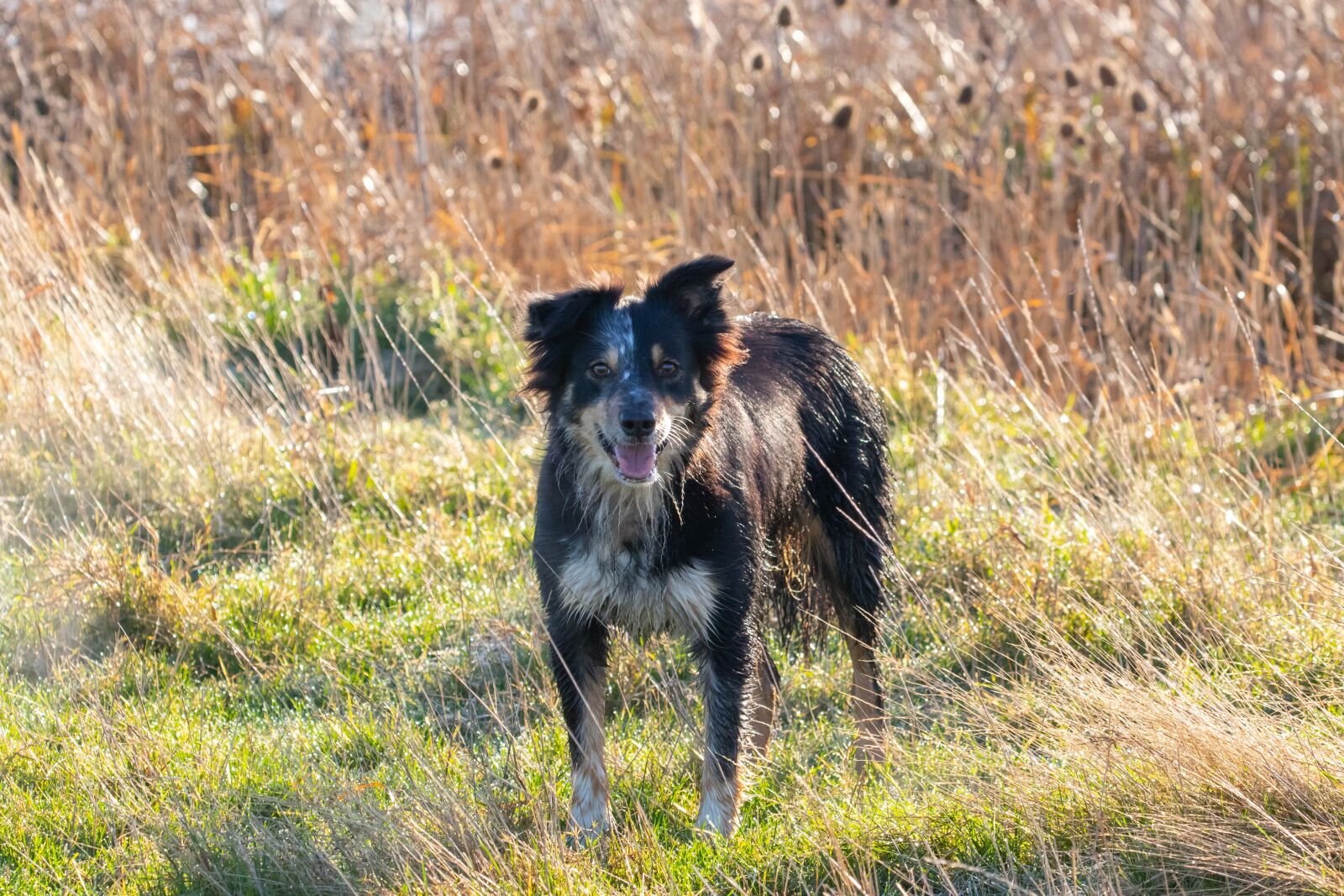 Canon EOS 7D Mark II sample photo. Border collie, tri colour photography
