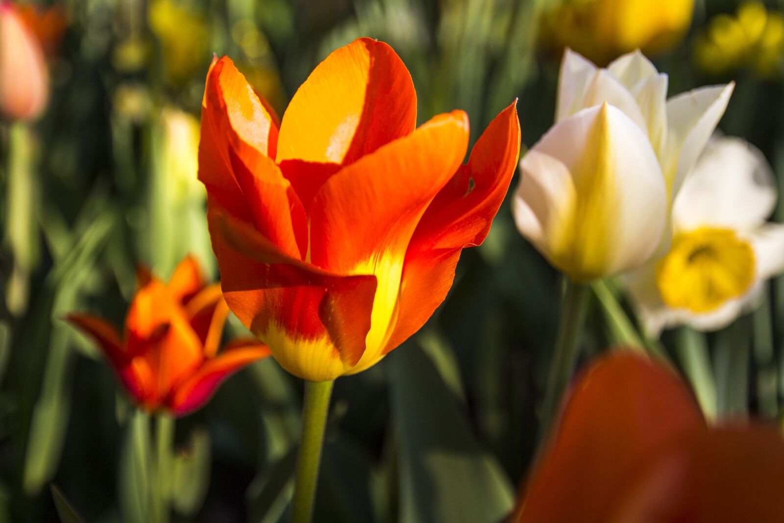 Canon EOS 650D (EOS Rebel T4i / EOS Kiss X6i) sample photo. Tulip, spring, bloom photography