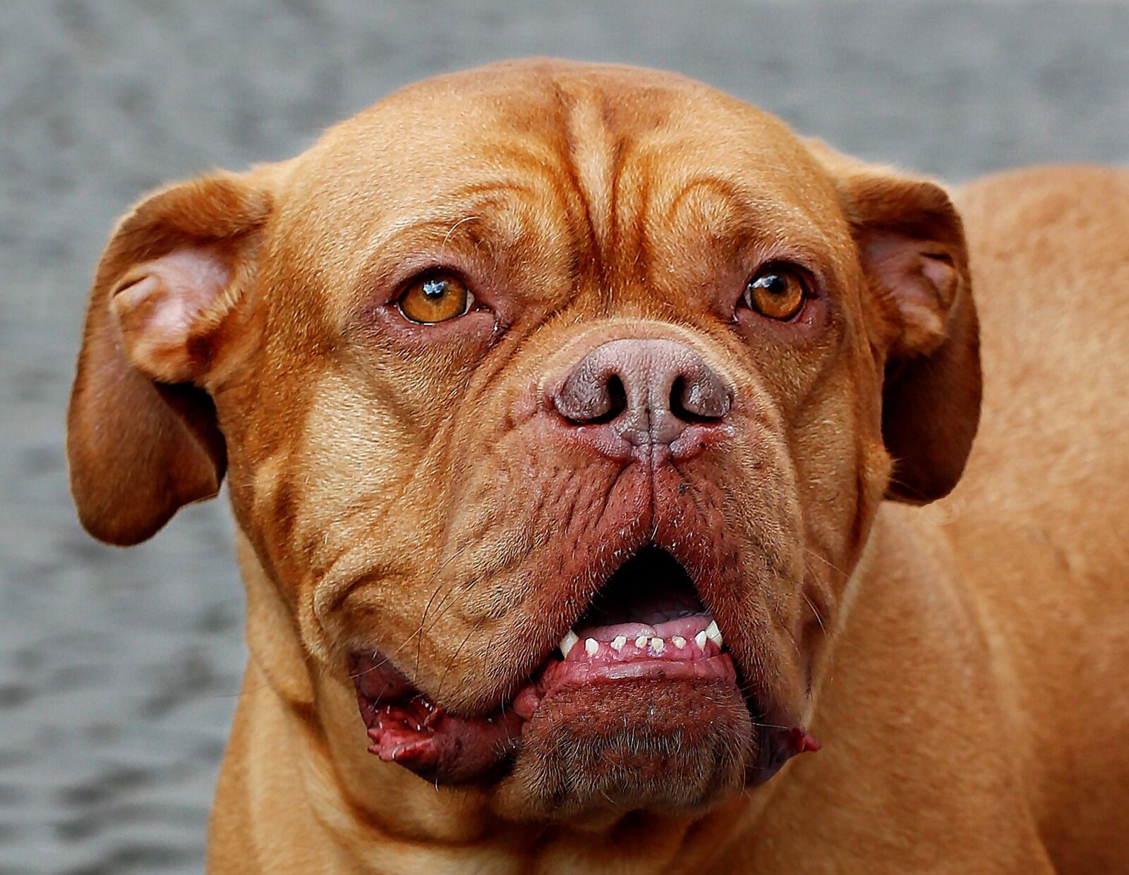 Canon EOS-1D X sample photo. Dog, portrait, cute photography